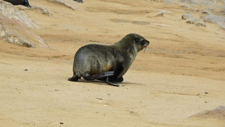 Eared Seals - Wildlife-Videos - Naturdokumentationen